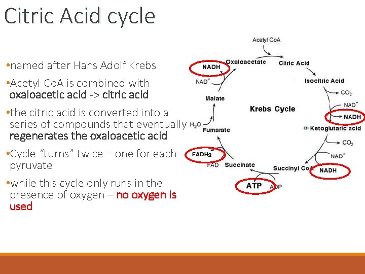 Citric Acid cycle • named after Hans Adolf Krebs • Acetyl-Co. A is combined