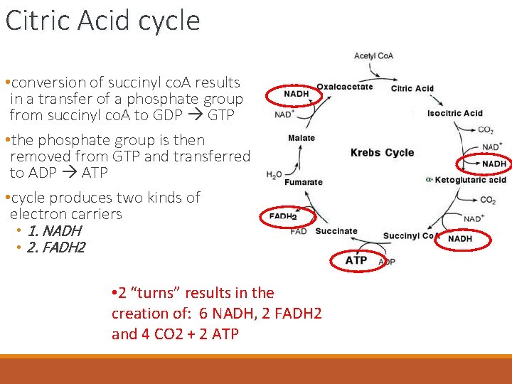 Citric Acid cycle • conversion of succinyl co. A results in a transfer of