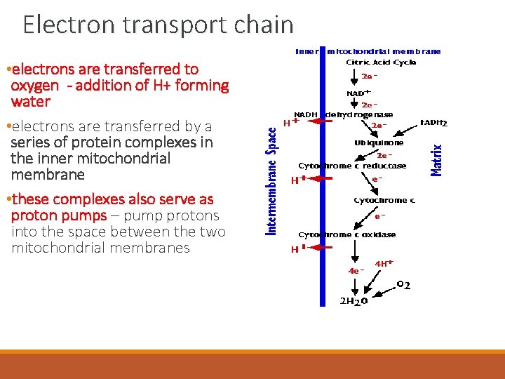 Electron transport chain • electrons are transferred to oxygen - addition of H+ forming