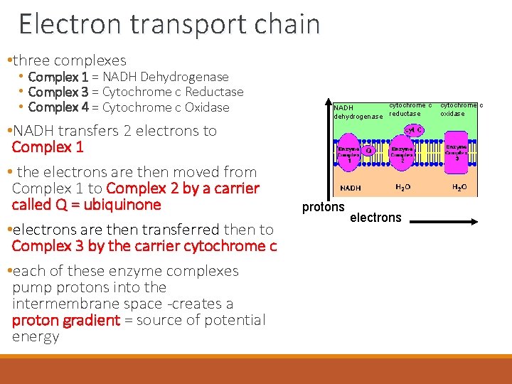 Electron transport chain • three complexes • Complex 1 = NADH Dehydrogenase • Complex