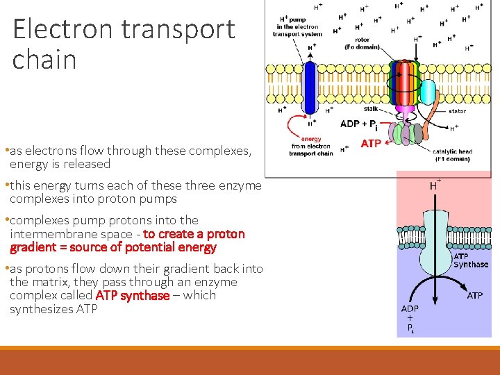 Electron transport chain • as electrons flow through these complexes, energy is released •