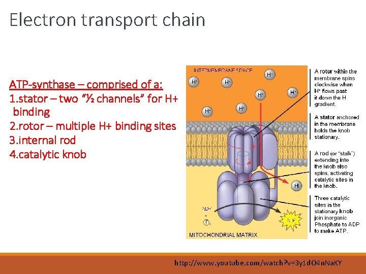 Electron transport chain ATP-synthase – comprised of a: 1. stator – two “½ channels”