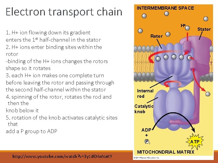 Electron transport chain INTERMEMBRANE SPACE H 1. H+ ion flowing down its gradient enters