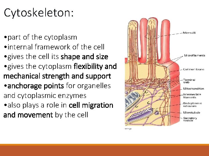 Cytoskeleton: • part of the cytoplasm • internal framework of the cell • gives