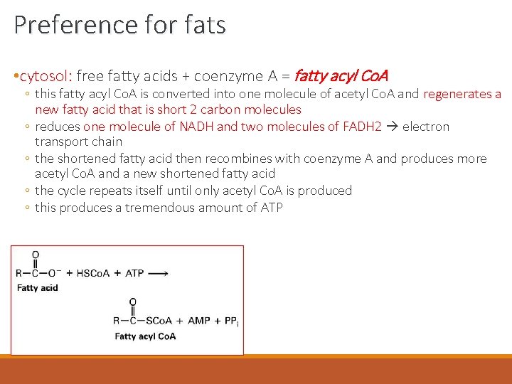 Preference for fats • cytosol: free fatty acids + coenzyme A = fatty acyl