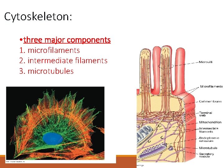 Cytoskeleton: • three major components 1. microfilaments 2. intermediate filaments 3. microtubules 