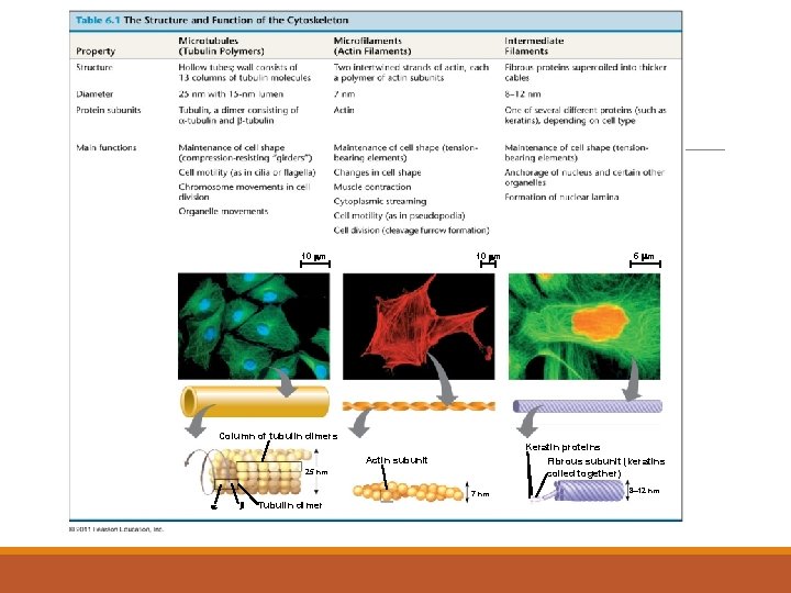 10 m 5 m Column of tubulin dimers Keratin proteins Fibrous subunit (keratins coiled