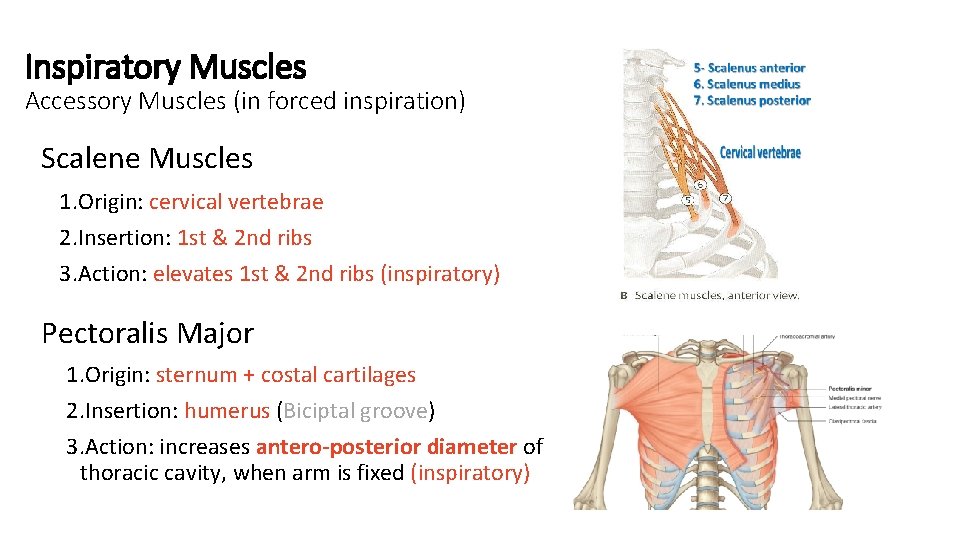 Inspiratory Muscles Accessory Muscles (in forced inspiration) Scalene Muscles 1. Origin: cervical vertebrae 2.
