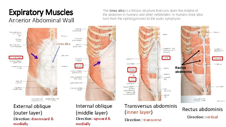 Expiratory Muscles Anterior Abdominal Wall The linea alba is a fibrous structure that runs