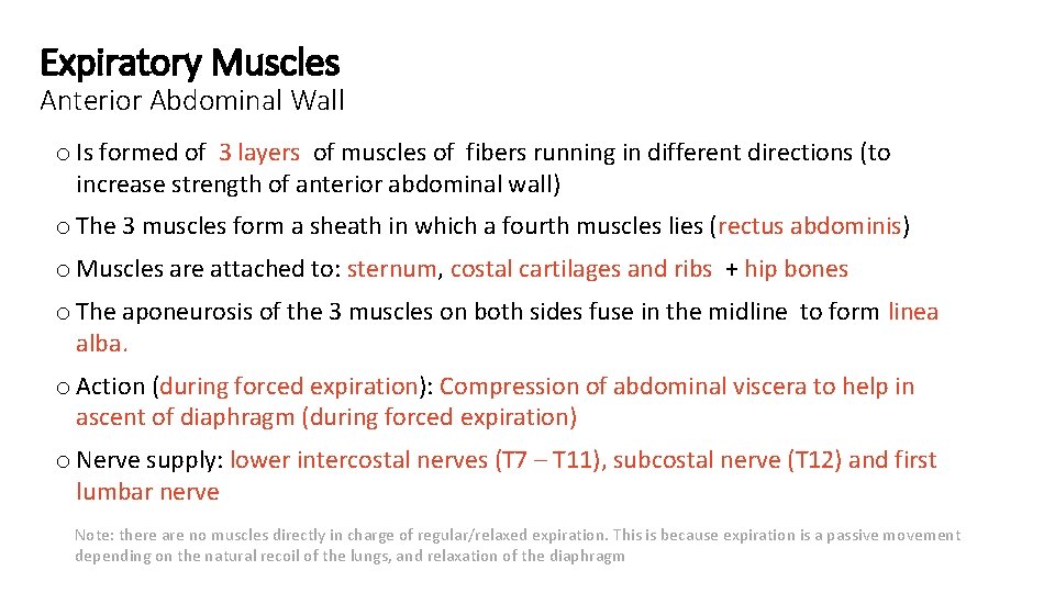 Expiratory Muscles Anterior Abdominal Wall o Is formed of 3 layers of muscles of