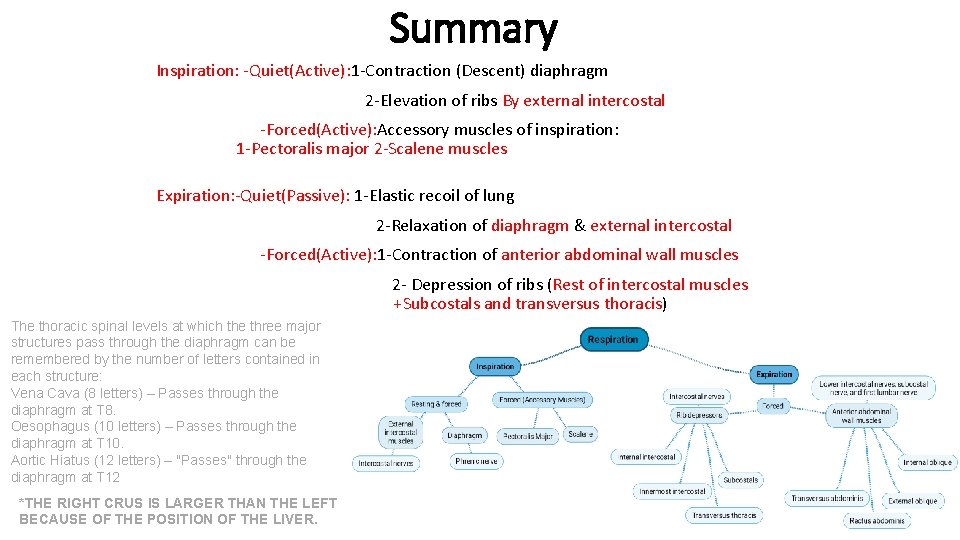 Summary Inspiration: -Quiet(Active): 1 -Contraction (Descent) diaphragm 2 -Elevation of ribs By external intercostal