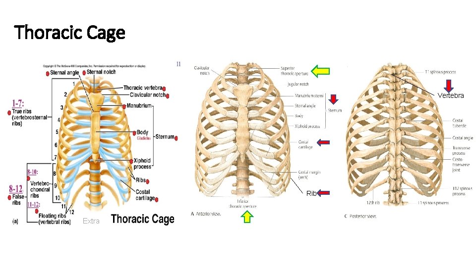 Thoracic Cage Vertebra Rib Extra 