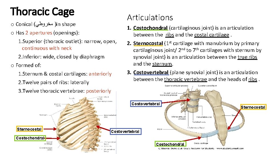 Thoracic Cage o Conical ( ﻣﺨﺮﻭﻃﻲ )in shape o Has 2 apertures (openings): 1.