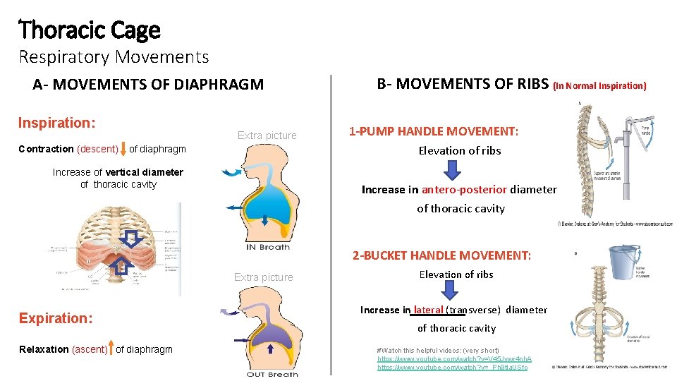Thoracic Cage Respiratory Movements A- MOVEMENTS OF DIAPHRAGM Inspiration: Extra picture B- MOVEMENTS OF