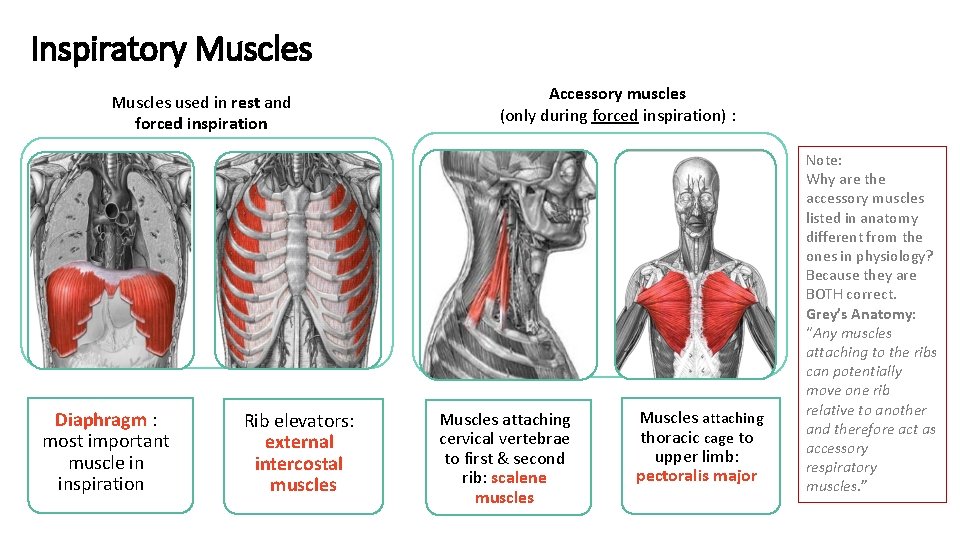 Inspiratory Muscles used in rest and forced inspiration Diaphragm : most important muscle in