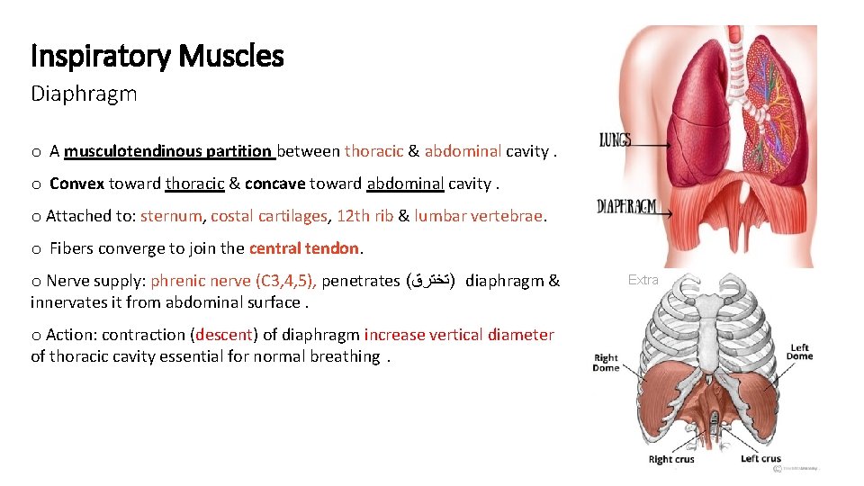 Inspiratory Muscles Diaphragm o A musculotendinous partition between thoracic & abdominal cavity. o Convex