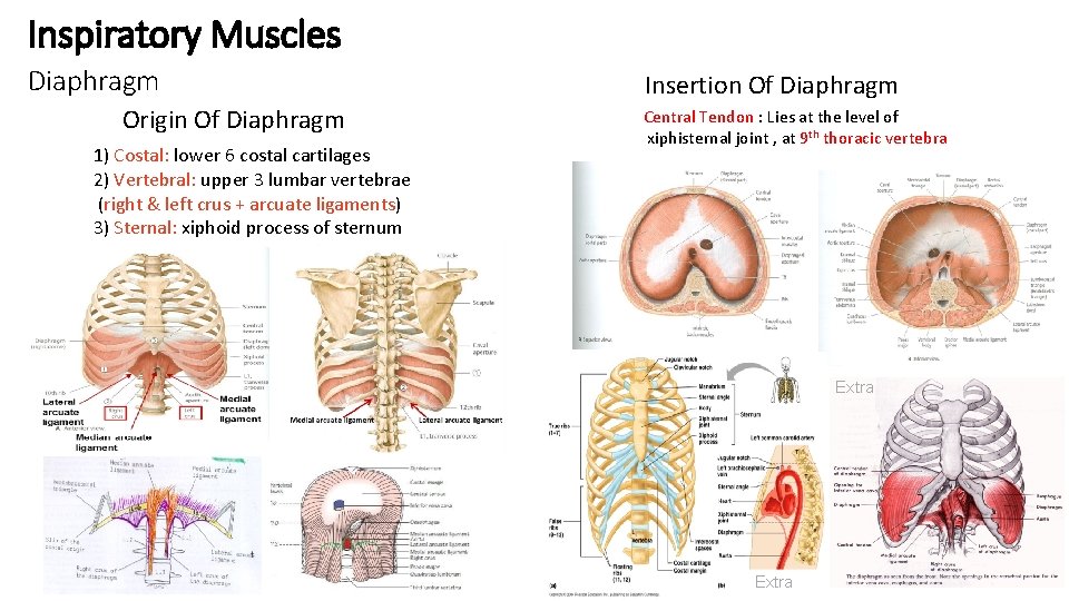 Inspiratory Muscles Diaphragm Origin Of Diaphragm 1) Costal: lower 6 costal cartilages 2) Vertebral: