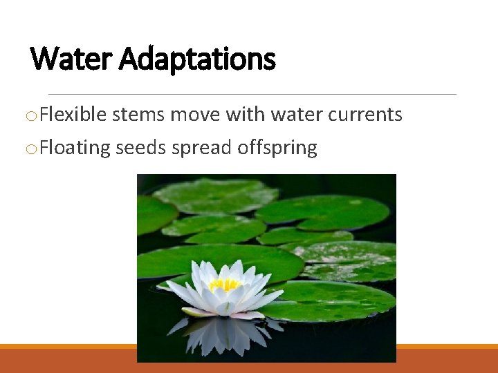 Water Adaptations o. Flexible stems move with water currents o. Floating seeds spread offspring