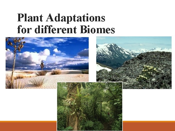 Plant Adaptations for different Biomes 