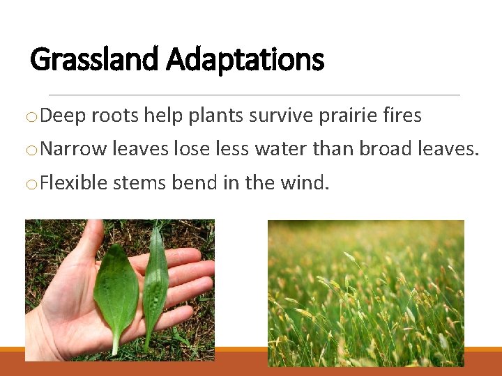 Grassland Adaptations o. Deep roots help plants survive prairie fires o. Narrow leaves lose