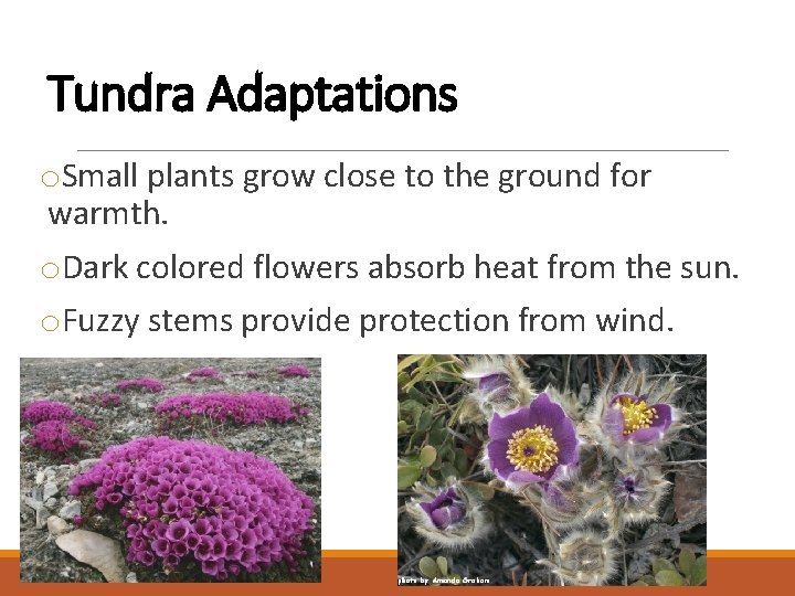 Tundra Adaptations o. Small plants grow close to the ground for warmth. o. Dark