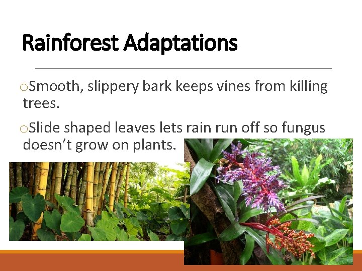 Rainforest Adaptations o. Smooth, slippery bark keeps vines from killing trees. o. Slide shaped