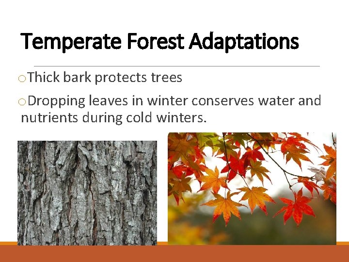 Temperate Forest Adaptations o. Thick bark protects trees o. Dropping leaves in winter conserves