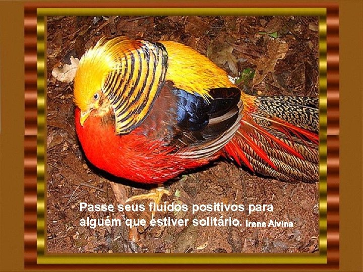 Passe seus fluídos positivos para alguém que estiver solitário. Irene Alvina Passe seus fluídos positivos para alguém que estiver solitário. Irene Alvina