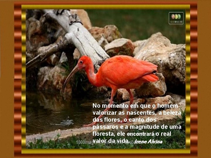 No momento em que o homem valorizar as nascentes, a beleza das flores, o No momento em que o homem valorizar as nascentes, a beleza das flores, o