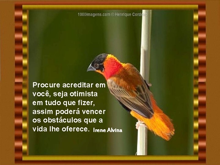 Procure acreditar em você, seja otimista em tudo que fizer, assim poderá vencer os Procure acreditar em você, seja otimista em tudo que fizer, assim poderá vencer os