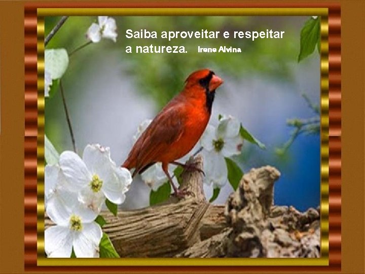 Saiba aproveitar e respeitar a natureza. Irene Alvina Saiba aproveitar e respeitar a natureza. Irene Alvina