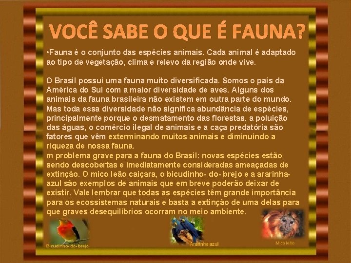 VOCÊ SABE O QUE É FAUNA? • Fauna é o conjunto das espécies animais. VOCÊ SABE O QUE É FAUNA? • Fauna é o conjunto das espécies animais.
