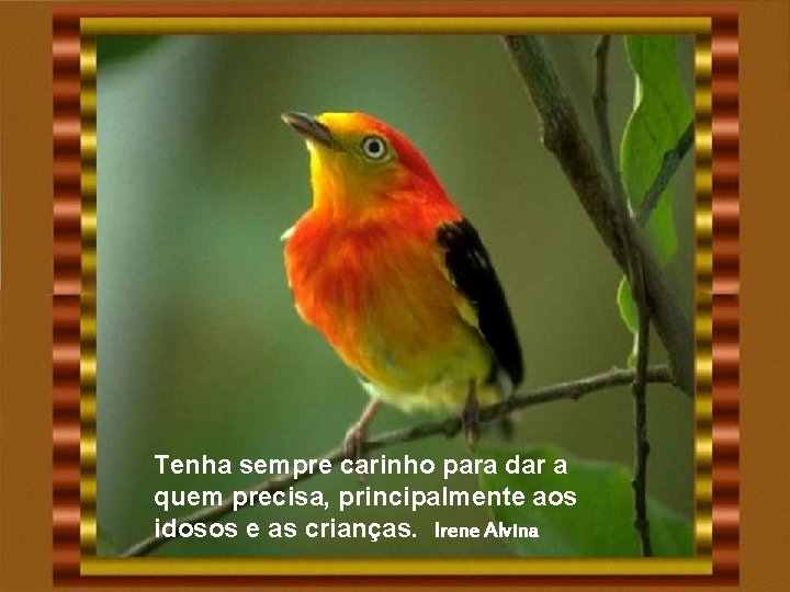 Tenha sempre carinho para dar a quem precisa, principalmente aos idosos e as crianças. Tenha sempre carinho para dar a quem precisa, principalmente aos idosos e as crianças.