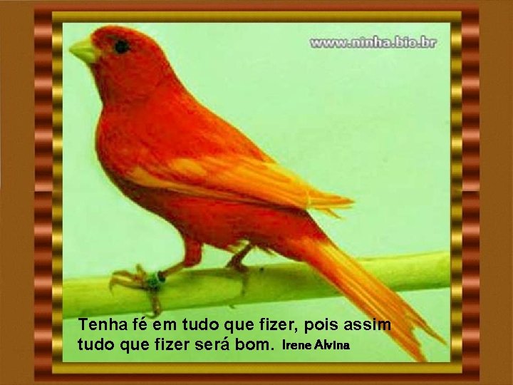 Tenha fé em tudo que fizer, pois assim tudo que fizer será bom. Irene Tenha fé em tudo que fizer, pois assim tudo que fizer será bom. Irene