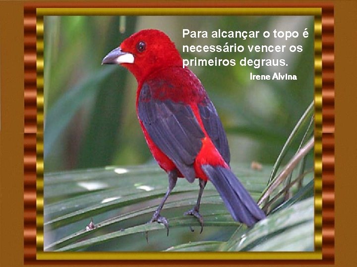 Para alcançar o topo é necessário vencer os primeiros degraus. Irene Alvina Para alcançar o topo é necessário vencer os primeiros degraus. Irene Alvina