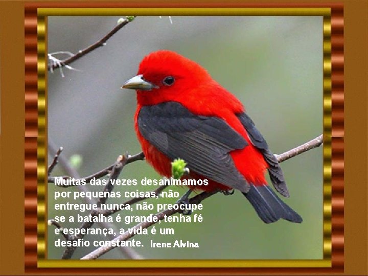 Muitas das vezes desanimamos por pequenas coisas, não entregue nunca, não preocupe se a Muitas das vezes desanimamos por pequenas coisas, não entregue nunca, não preocupe se a