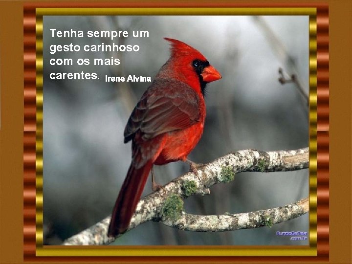 Tenha sempre um gesto carinhoso com os mais carentes. Irene Alvina Tenha sempre um gesto carinhoso com os mais carentes. Irene Alvina