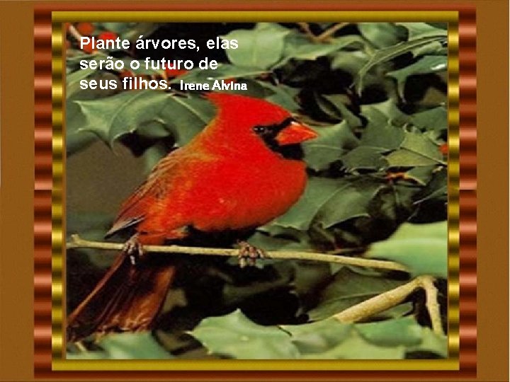 Plante árvores, elas serão o futuro de seus filhos. Irene Alvina Plante árvores, elas serão o futuro de seus filhos. Irene Alvina