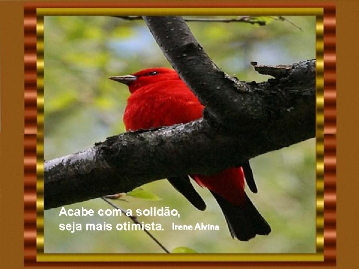 Acabe com a solidão, seja mais otimista. Irene Alvina Acabe com a solidão, seja mais otimista. Irene Alvina