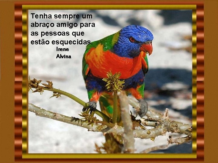 Tenha sempre um abraço amigo para as pessoas que estão esquecidas. Irene Alvina Tenha sempre um abraço amigo para as pessoas que estão esquecidas. Irene Alvina