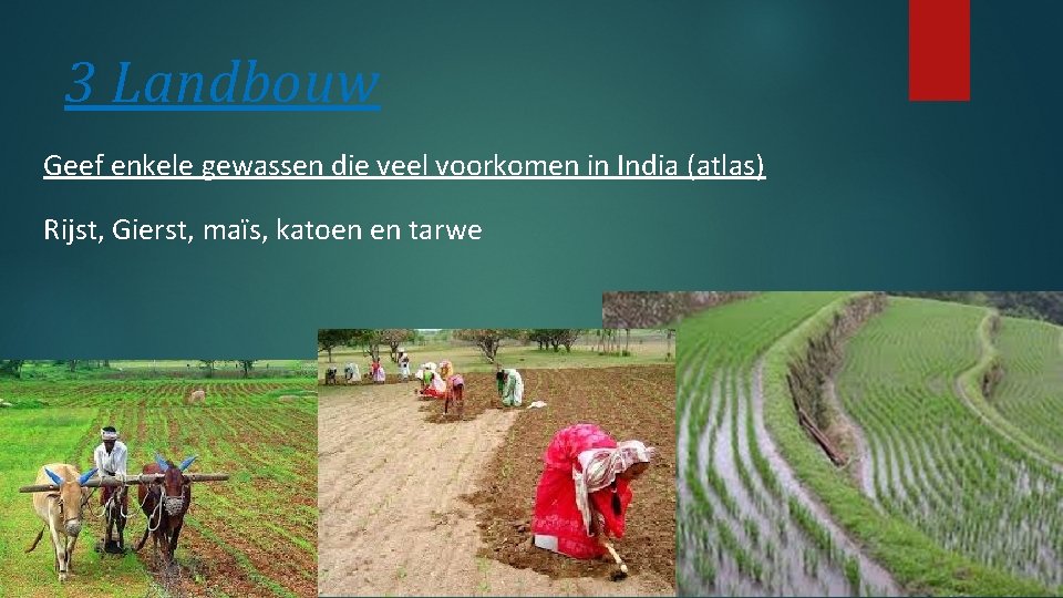 3 Landbouw Geef enkele gewassen die veel voorkomen in India (atlas) Rijst, Gierst, maïs,