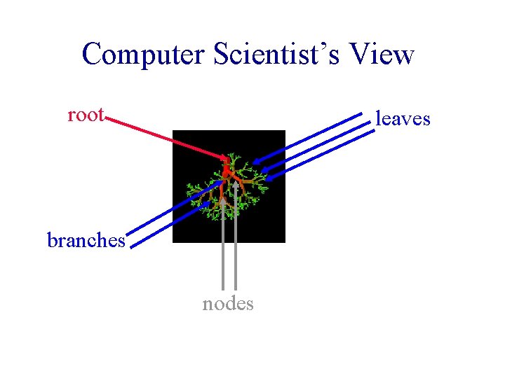 Computer Scientist’s View root leaves branches nodes Computer Scientist’s View root leaves branches nodes