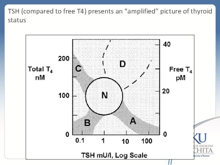 TSH (compared to free T 4) presents an “amplified” picture of thyroid status 