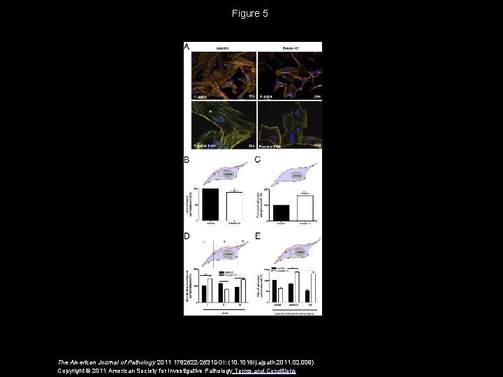 Figure 5 The American Journal of Pathology 2011 1782622 -2631 DOI: (10. 1016/j. ajpath.