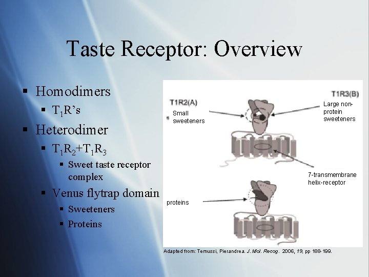 Taste Receptor: Overview § Homodimers § T 1 R’s § Heterodimer Small sweeteners Large