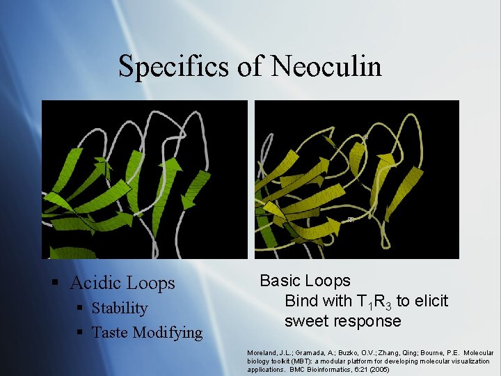 Specifics of Neoculin § Acidic Loops § Stability § Taste Modifying Basic Loops Bind