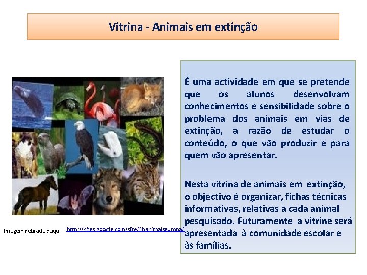 Vitrina - Animais em extinção É uma actividade em que se pretende que os