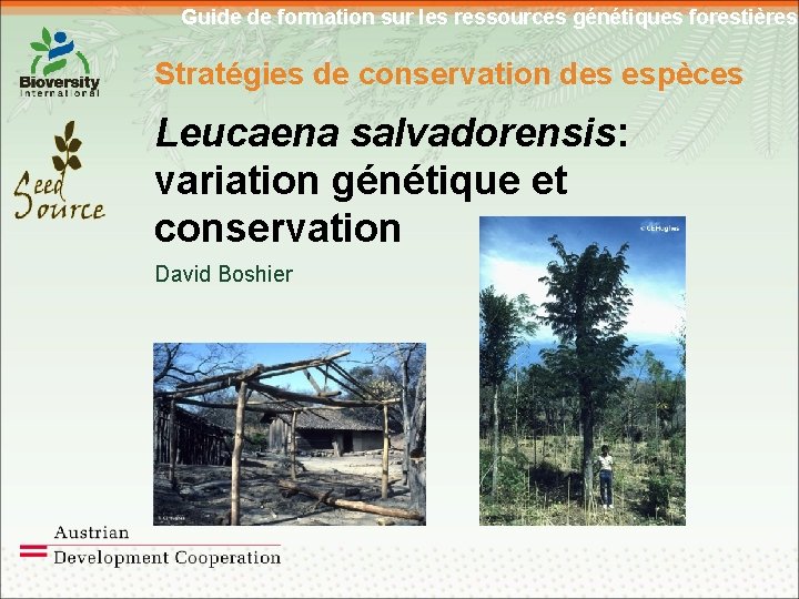 Guide de formation sur les ressources génétiques forestières Stratégies de conservation des espèces Leucaena