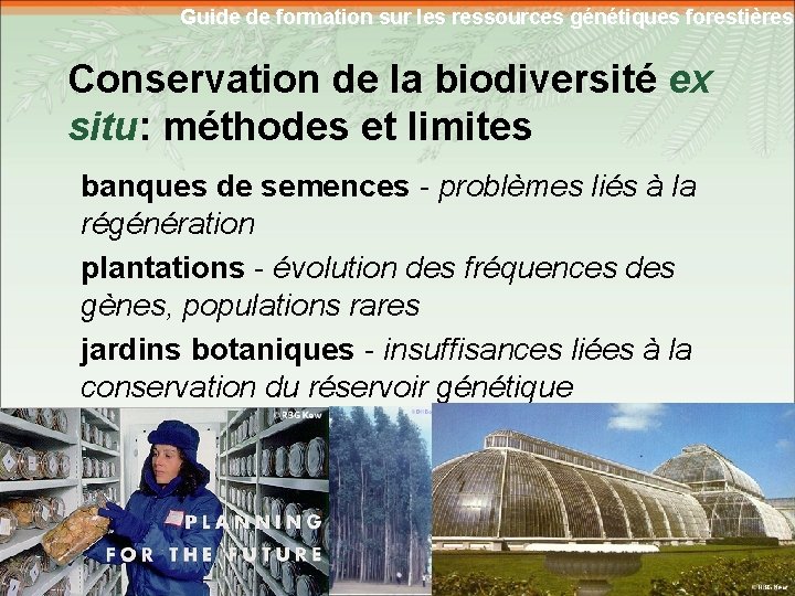 Guide de formation sur les ressources génétiques forestières Conservation de la biodiversité ex situ: