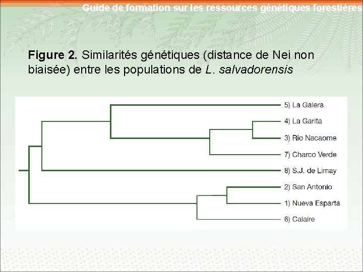 Guide de formation sur les ressources génétiques forestières Figure 2. Similarités génétiques (distance de